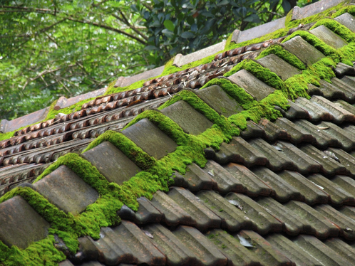 Démoussage de toiture à Crosville-la-Vieille